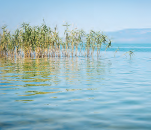 Fotoğraf 1.131 İznik Gölü (Bursa)