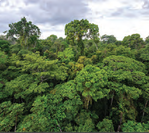 Fotoğraf 1.182 Ekvatoral yağmur ormanı