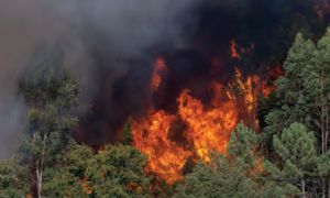 Fotoğraf 1.22 Orman yangını, hem oksijeni hem de oksijen üreten ağaçları azaltmaktadır.