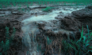 Fotoğraf 1.23 Tarlalara atılan azotlu gübre yağışlarla su kaynaklarına karışmaktadır.