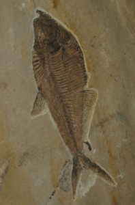 Fotoğraf 1.3 İç kesimlerde deniz canlılarına ait fosiller, Türkiye’nin bir dönem deniz ortamında yer aldığını gösterir.