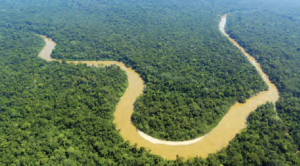 Fotoğraf 1.3.5 Brezilya’daki ormanlardan bir görünüm