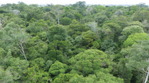 Fotoğraf 1.5.20 Ekvatoral yağmur ormanları