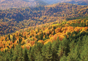 Fotoğraf 1.5.35 Karadeniz iklim bölgesinde ormanlar geniş yer kaplar.