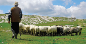 Fotoğraf 2.102 Koyun besiciliği daha çok bozkır alanlarında gelişmiştir.