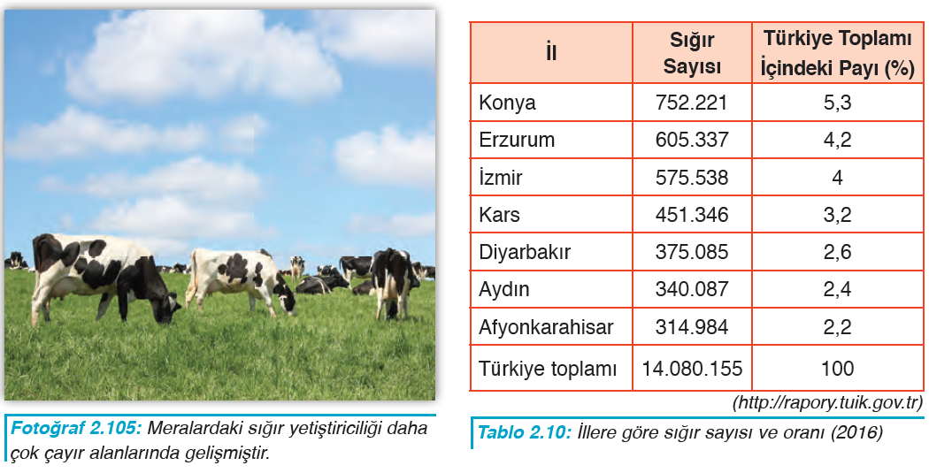 Fotoğraf 2.105 Meralardaki sığır yetiştiriciliği daha çok çayır alanlarında gelişmiştir. - Tablo 2.10 İllere göre sığır sayısı ve oranı (2016)