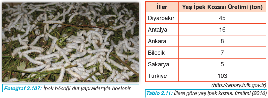 Fotoğraf 2.107 İpek böceği dut yapraklarıyla beslenir. - Tablo 2.11 İllere göre yaş ipek kozası üretimi (2016)