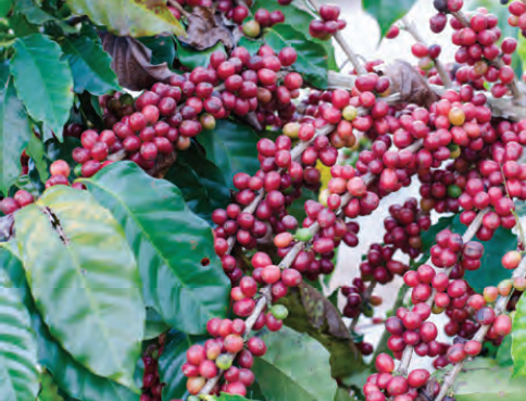 Fotoğraf 2.42 Kahve, tropikal kuşakta yetişen ürünlerdendir.