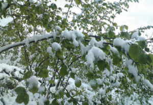 Fotoğraf 2.51 - 2014 yılının ilkbaharında gerçekleşen kar yağışı ve don olayından dolayı, fındık üretimi büyük zarar görmüştür.