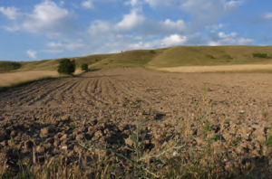 Fotoğraf 2.67 Kuru tarım yönteminde tarlaların bir kısmı nadasa bırakılmaktadır.