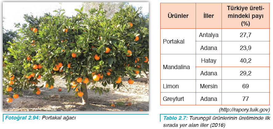 Fotoğraf 2.94 Portakal ağacı - Tablo 2.7 Turunçgil ürünlerinin üretiminde ilk sırada yer alan iller (2016)