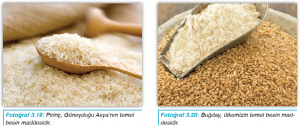 Fotoğraf 3.19 Pirinç, Güneydoğu Asya’nın temel besin maddesidir. - Fotoğraf 3.20 Buğday, ülkemizin temel besin maddesidir.