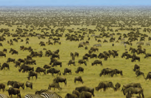 Fotoğraf 3.49 Serengeti Millî Parkı