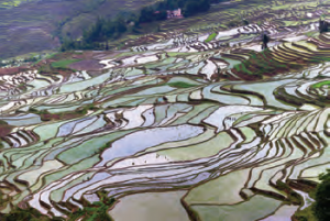 Fotoğraf 3.5 Çin tarım bölgesinden bir görünüm