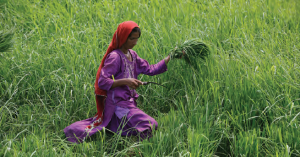 Fotoğraf 3.62 Pakistan’da tarım, daha çok geleneksel yöntemlerle yapılır.