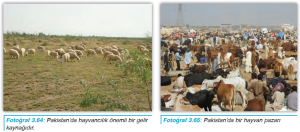 Fotoğraf 3.64 Pakistan’da hayvancılık önemli bir gelir kaynağıdır. - Fotoğraf 3.65 Pakistan’da bir hayvan pazarı
