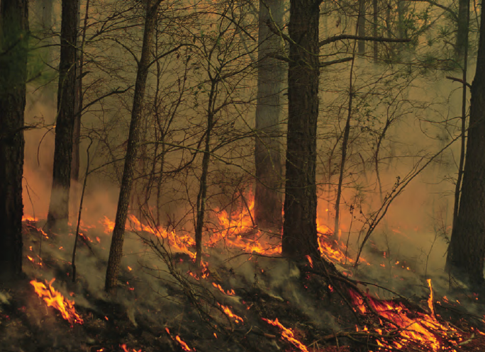 Fotoğraf 4.15 Orman yangınları sonucu bir ekosistem yok olmaktadır.