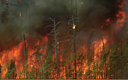 Fotoğraf 4.28 Orman yangınları ekolojik açıdan da önemli bir afettir.