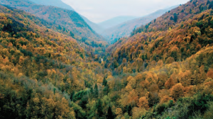 Fotoğraf 4.29 Ormanların korunması da Zonguldak, Bartın ve Karabük Projesi’nin hedeflerindendir.