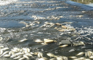 Fotoğraf 4.32 Akarçay’da balık ölüleri