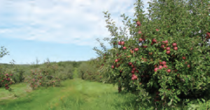 Fotoğraf 4.35 Elmalı Ovası’nda elma bahçeleri